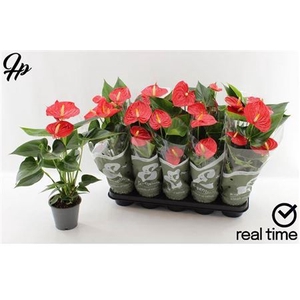 Anthurium (Andreanum Grp) Esudo