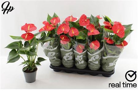 <h4>Anthurium (Andreanum Grp) Esudo</h4>