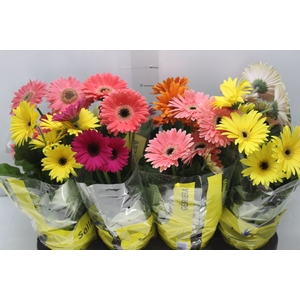 GERBERA P14 MIN 4 FLS