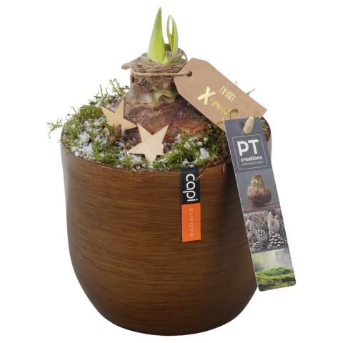 <h4>PTACH5915 Arrangementen Kerst</h4>