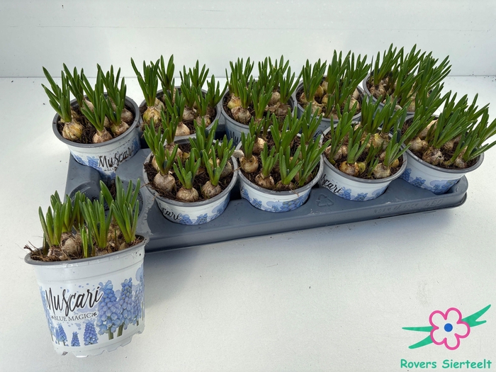 <h4>MUSCAR BLUE MAGIC</h4>