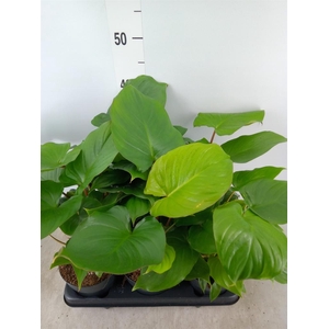 Homalomena rubescens 'Maggy'