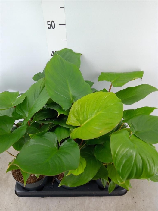 <h4>Homalomena rubescens 'Maggy'</h4>