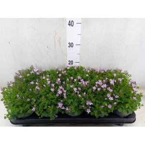 Campanula porten.