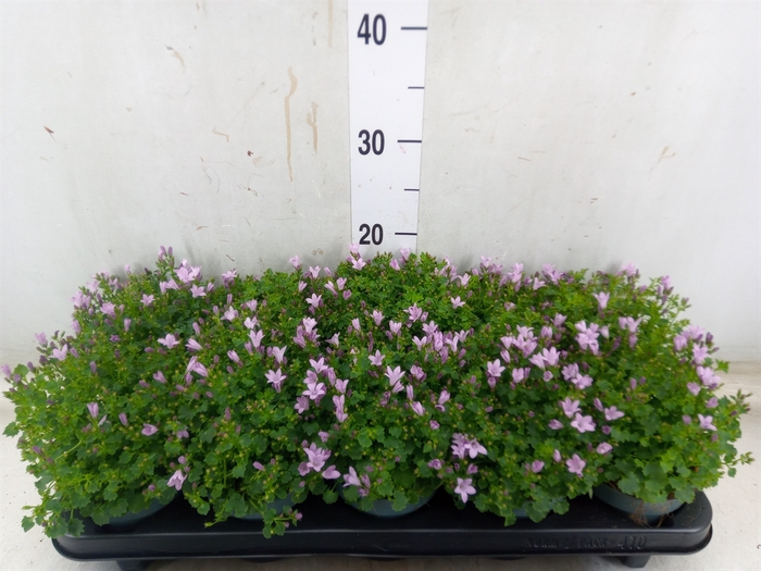 <h4>Campanula porten.</h4>