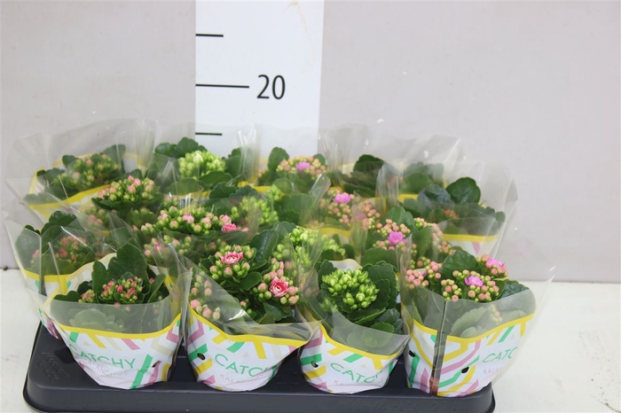 <h4>Kalanchoe Calandiva Mix</h4>