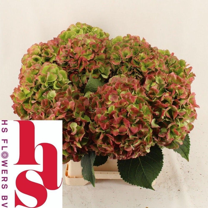 <h4>HYDR M CH VERENA CL</h4>