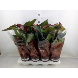 Anthurium andr. 'FC Tranquil'
