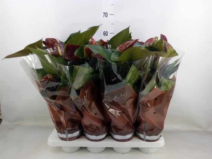 <h4>Anthurium andr. 'FC Tranquil'</h4>