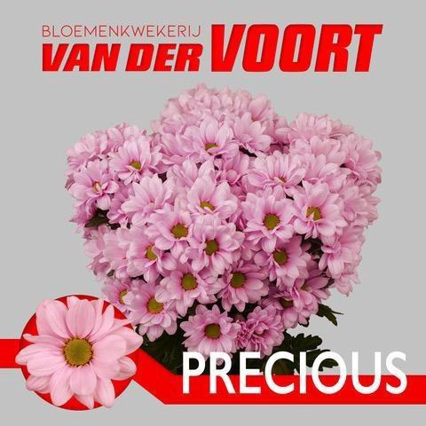 <h4>CHR T PRECIOUS</h4>