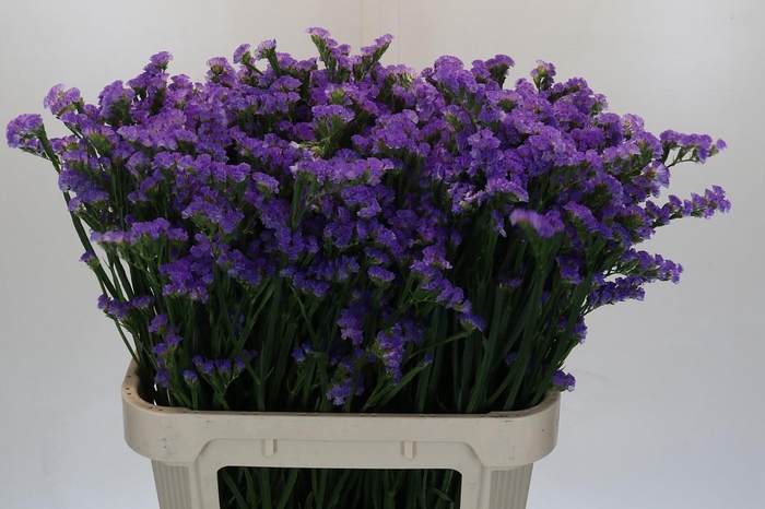 Limonium sinuatum Ana Blue