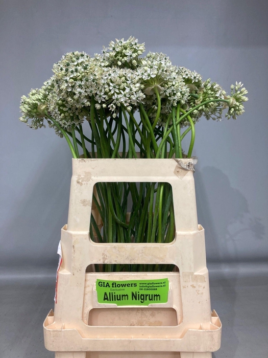 ALLIUM NIGRUM ARTISTIC