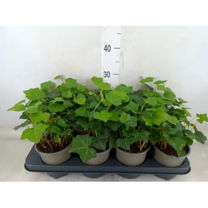 Hedera hibernica