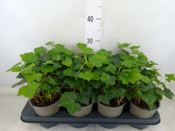 <h4>Hedera hibernica</h4>