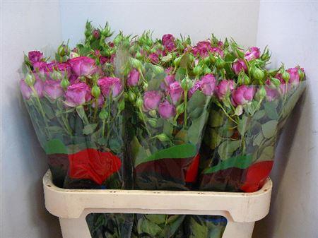 <h4>R Tr Purple Queen</h4>