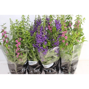 ANGELONIA P14 VARIADO