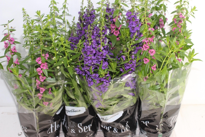 <h4>ANGELONIA P14 VARIADO</h4>