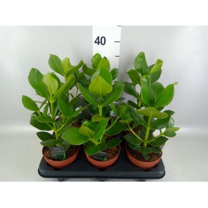 Clusia rosea 'Princess'