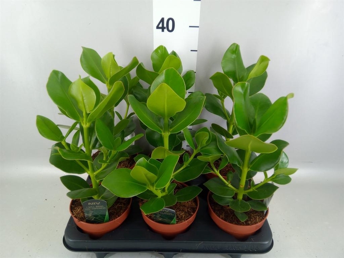 Clusia rosea 'Princess'