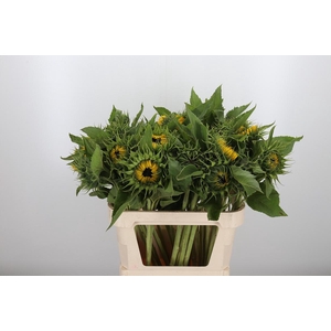 Helianthus Sunrich Orang