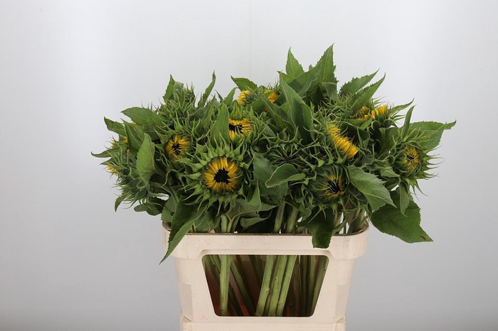 <h4>Helianthus Sunrich Orang</h4>