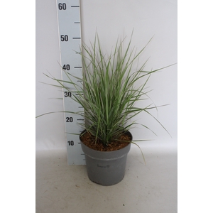 vaste planten 19 cm  Pennisetum Actiflora overdam