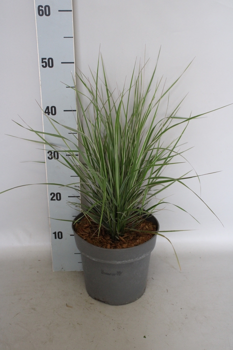 <h4>vaste planten 19 cm  Pennisetum Actiflora overdam</h4>