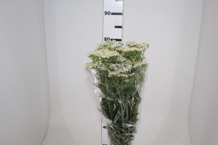 <h4>ACHILLEA MILLEFOLIUM BRANCO 070 CM</h4>