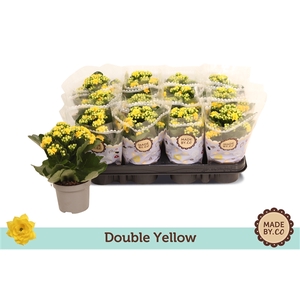 Kalanchoë Double Yellow