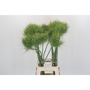 Allium Catweazle