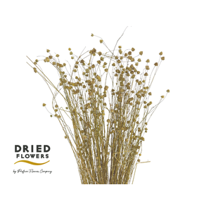Dried Linium