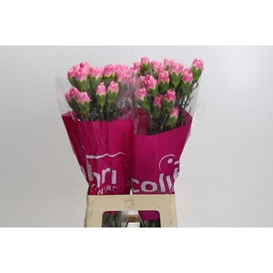 Dianthus St Dollar