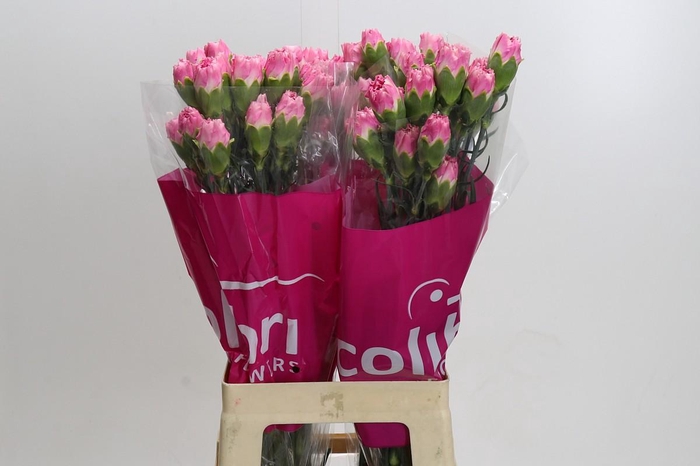 <h4>Dianthus St Dollar</h4>