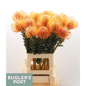 LEUCO AYOBA MAN ZEST