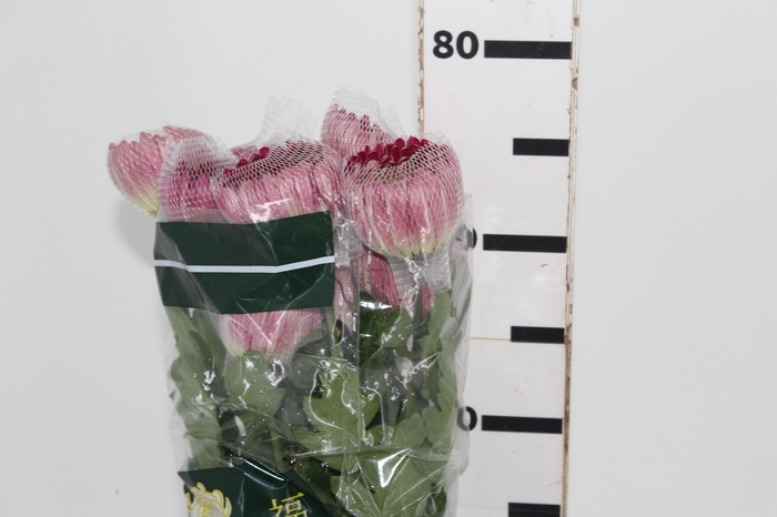 <h4>ANASTASIA COUTURE 080 CM</h4>