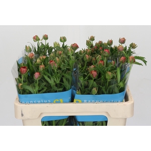 Ranunculus Butterfly Musa