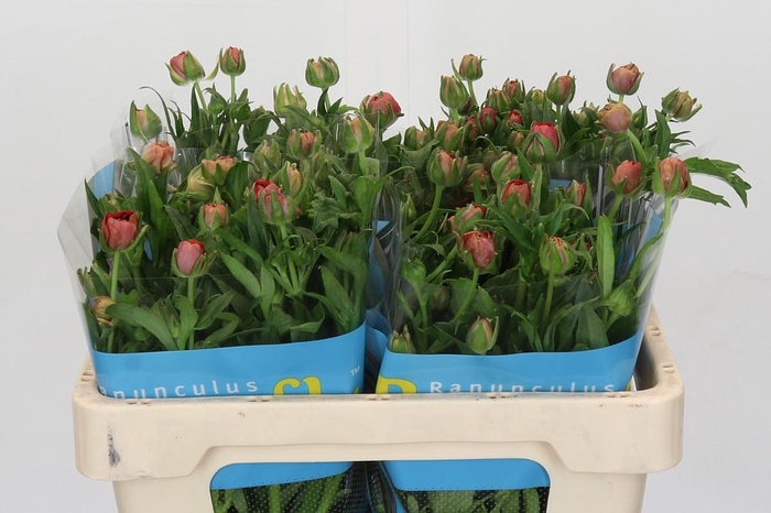 <h4>Ranunculus Butterfly Musa</h4>