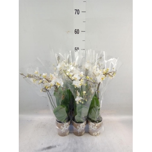 Phalaenopsis multi.   ...white
