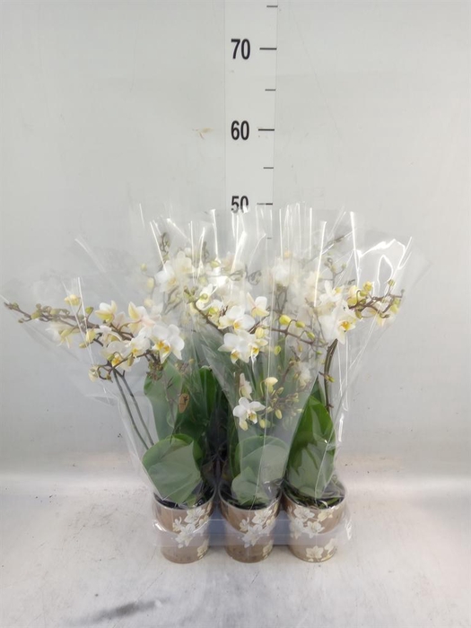 <h4>Phalaenopsis multi.   ...white</h4>