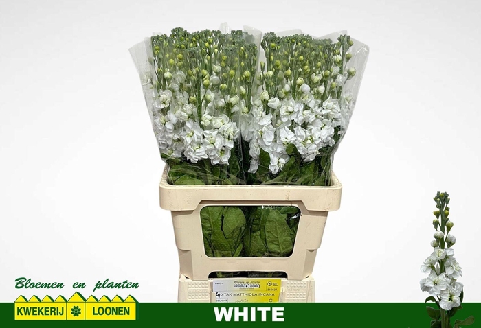 <h4>MATTH MILLA WHITE</h4>