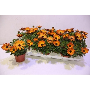 Osteo Orange Sum D Alexander