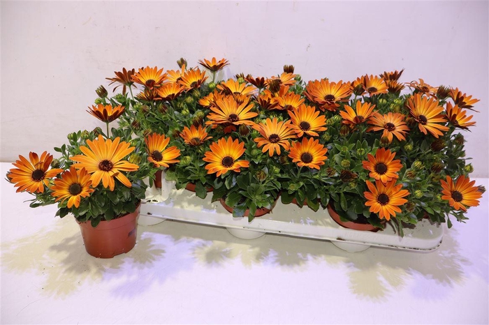 <h4>Osteo Orange Sum D Alexander</h4>