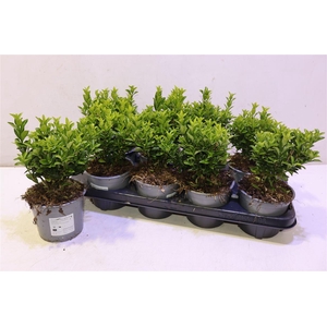 Euonymus Ja Gr Spire