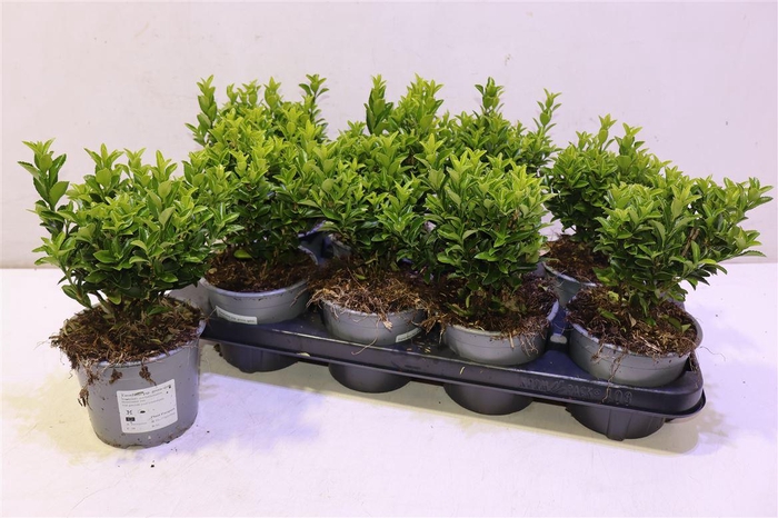 <h4>arr8 Euonymus Ja Gr Spire</h4>