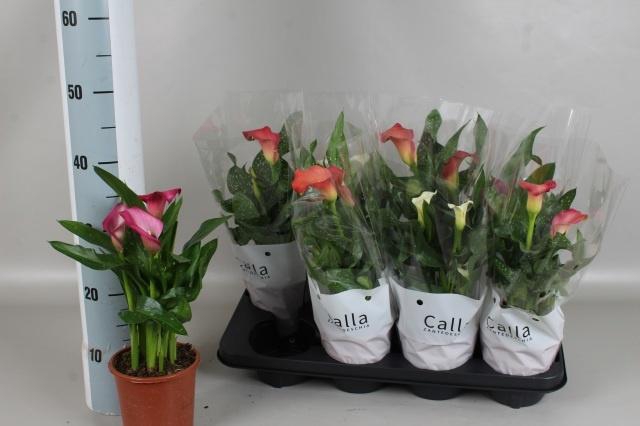 <h4>ZANT GEM 4 KL</h4>