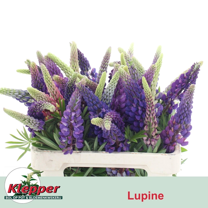 <h4>LUPINUS</h4>