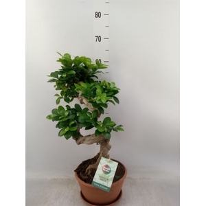 Ficus microcarpa 'Ginseng'