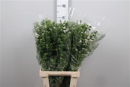 <h4>Spir Nip Snowmound</h4>