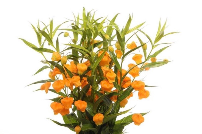 Sandersonia Orange