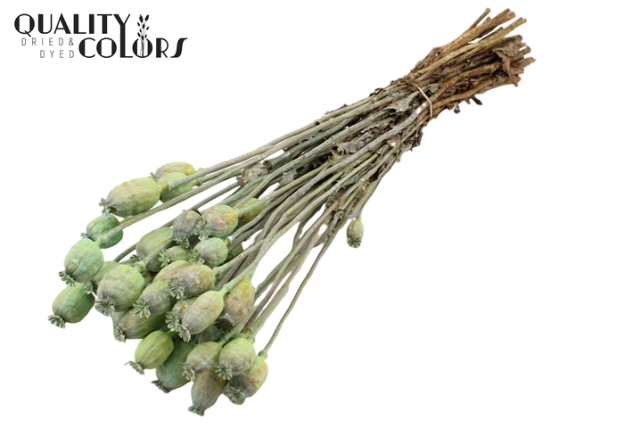 <h4>Papaver per bunch Frosted Mint Green</h4>